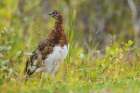 Willow ptarmigan at home in the arctic tundra of Northern Manitoba Art Print